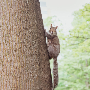 squirrel climbing a tree ringgold ga